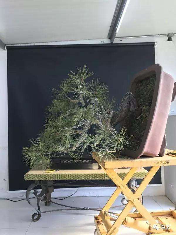 图解 赤松盆景怎么换盆创作的方法