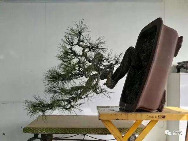 图解 赤松盆景怎么换盆创作的方法