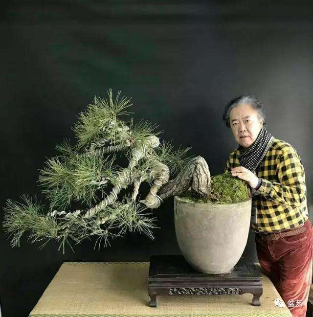 图解 赤松盆景怎么换盆创作的方法