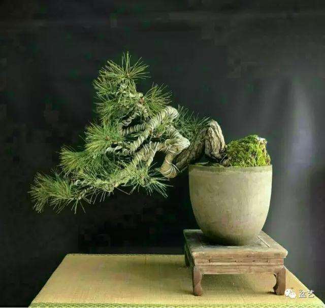 图解 赤松盆景怎么换盆创作的方法