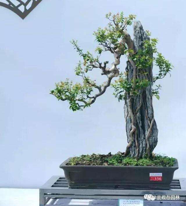 怎么制作盆景提根方法有哪些