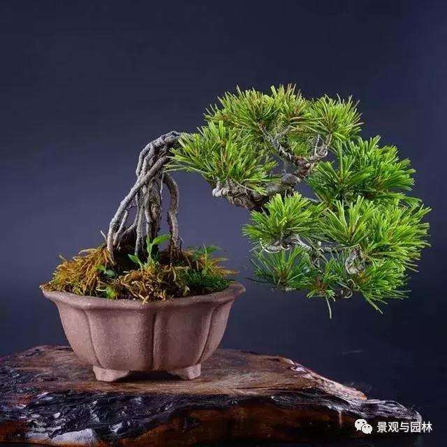 怎么制作盆景提根方法有哪些