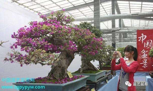 别再抱怨盆景的钱难赚了