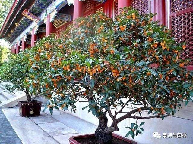 怎样才能制作一个好的丹桂盆景