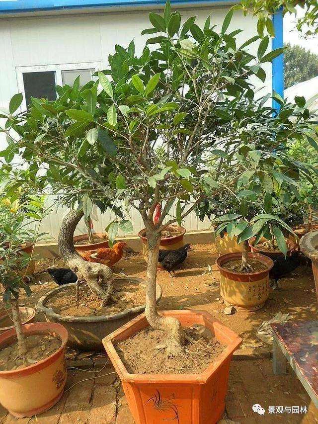 怎样才能制作一个好的丹桂盆景