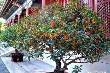 怎样才能制作一个好的丹桂盆景