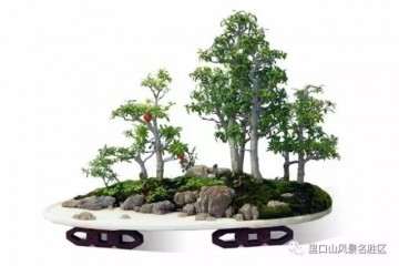 2016年吴林海决定将盆景园建在这里