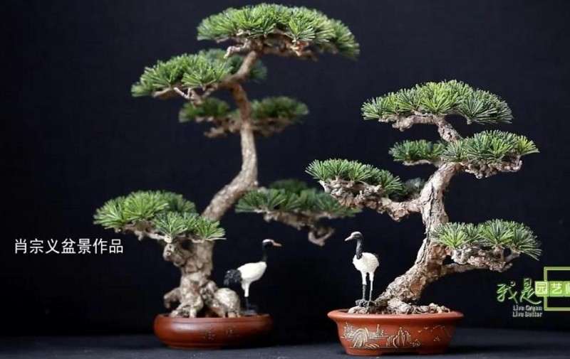 北京卫视专访让枯木逢春的盆景人