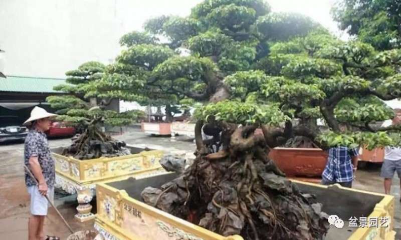 越南人的盆景价值1300万
