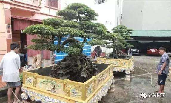 越南人的盆景价值1300万