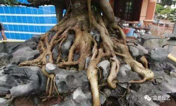 越南人的盆景价值1300万
