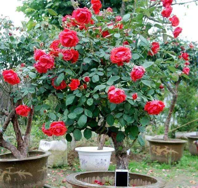 盆景月季的病虫怎么防治