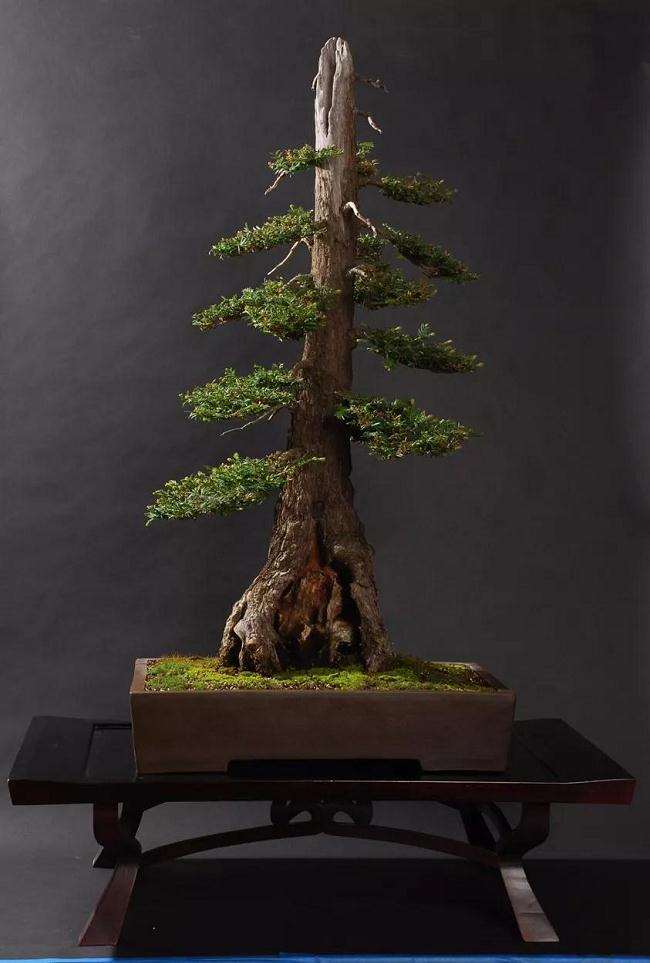 在盆景的创作中也要突出主体和客体