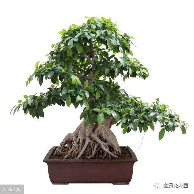 榕树盆景的浇水施肥有什么方法