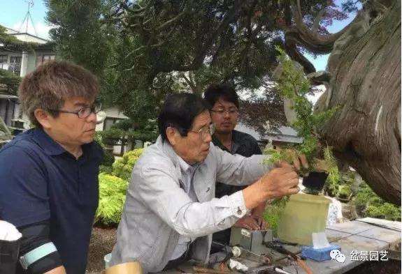 图解 1000年树龄的真柏盆景改作实录