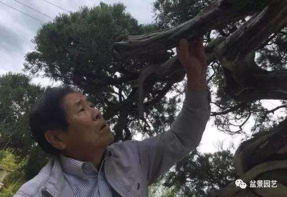 图解 1000年树龄的真柏盆景改作实录