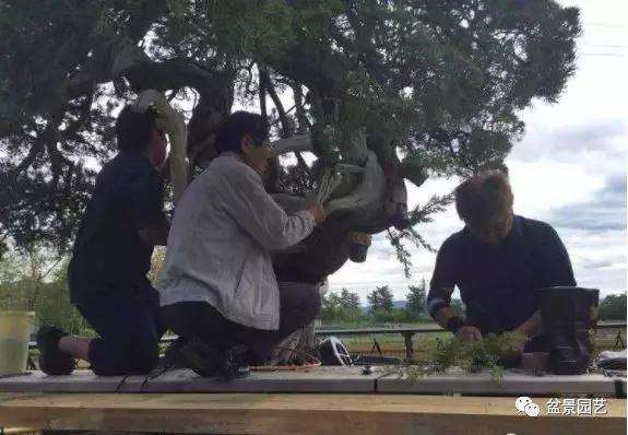 图解 1000年树龄的真柏盆景改作实录