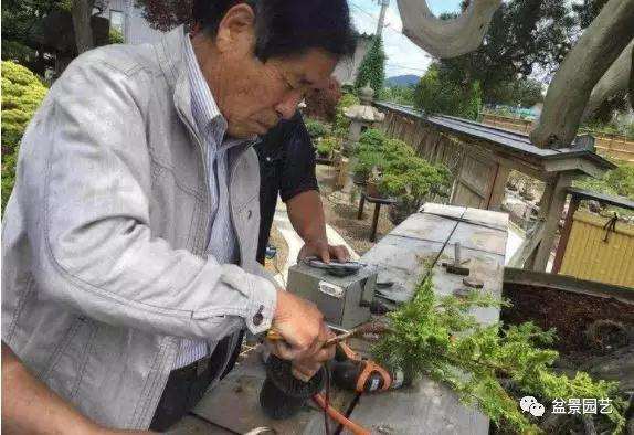 图解 1000年树龄的真柏盆景改作实录