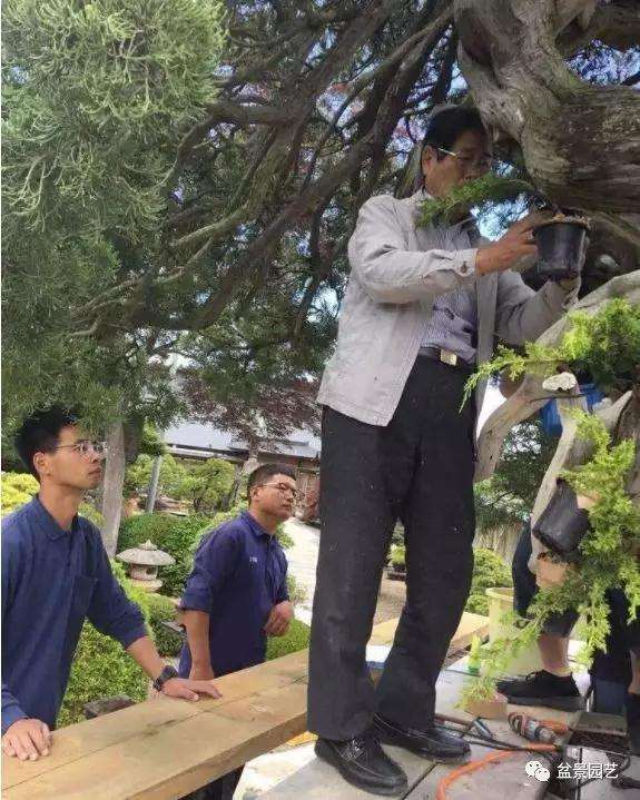 图解 1000年树龄的真柏盆景改作实录