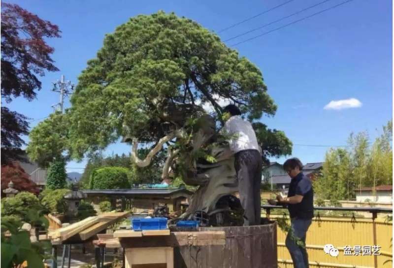图解 1000年树龄的真柏盆景改作实录