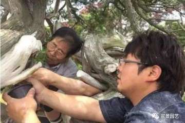 图解 1000年树龄的真柏盆景改作实录