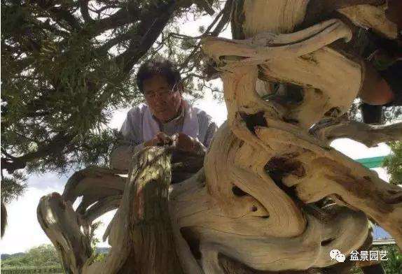 图解 1000年树龄的真柏盆景改作实录