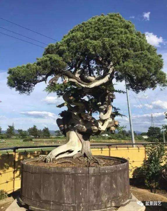 图解 1000年树龄的真柏盆景改作实录