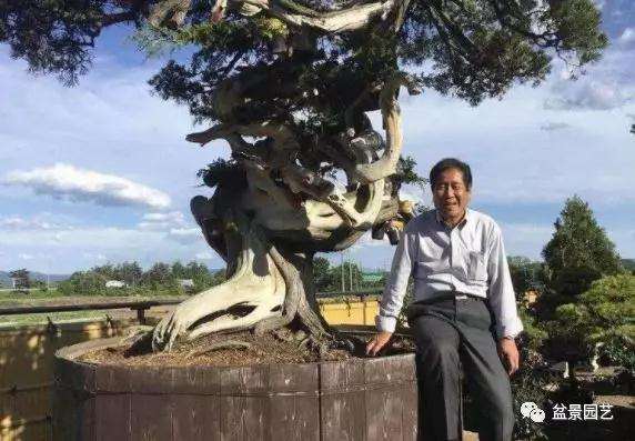 图解 1000年树龄的真柏盆景改作实录