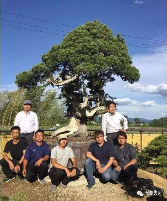 图解 1000年树龄的真柏盆景改作实录