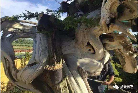 图解 1000年树龄的真柏盆景改作实录