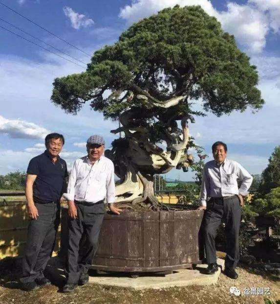 图解 1000年树龄的真柏盆景改作实录