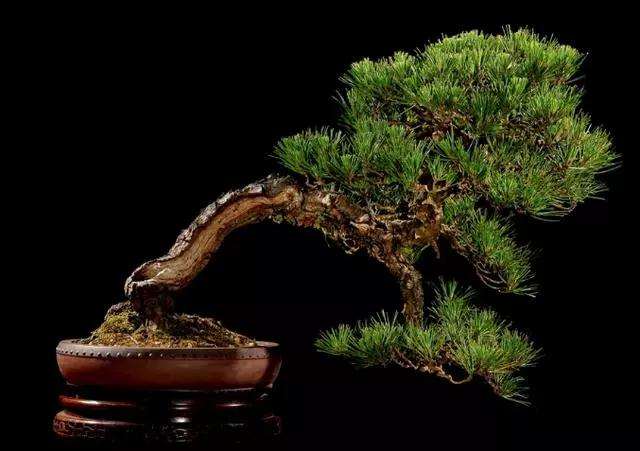 黑松盆景原材料怎么获取的方法