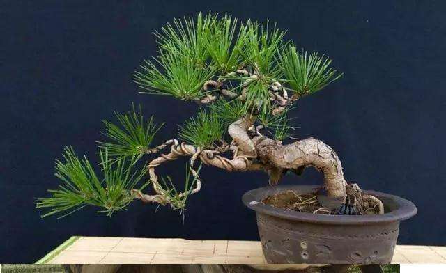 黑松盆景原材料怎么获取的方法