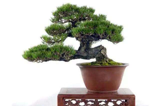 黑松盆景原材料怎么获取的方法