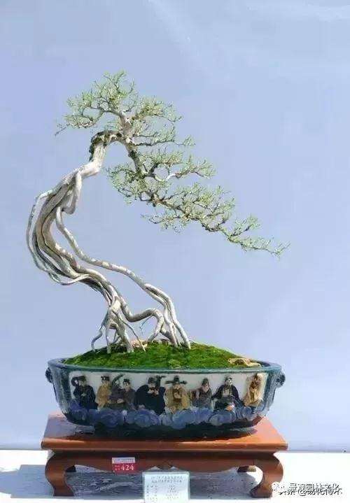 盆景怎么制作以根代干式造型的方法