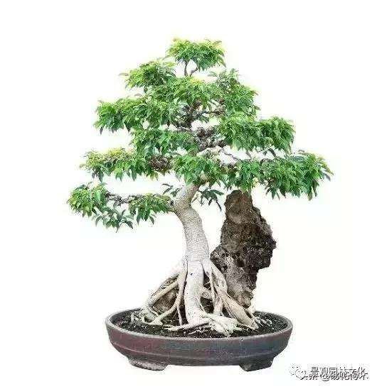 盆景怎么制作以根代干式造型的方法