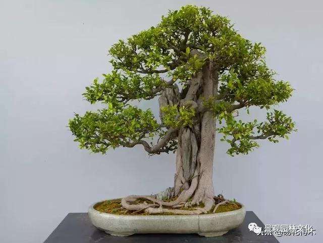 怎么制作附石式盆景的方法 图片