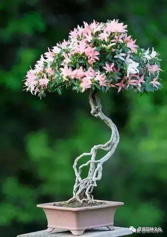 露根式盆景是怎么造型的方法