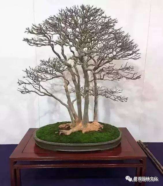 露根式盆景是怎么造型的方法