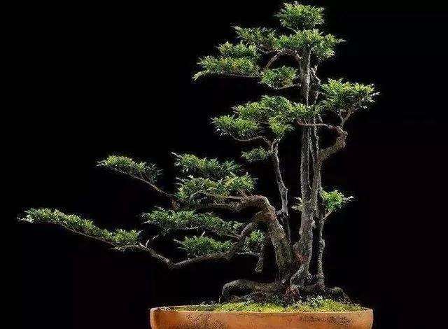 黑骨茶盆景有什么价值