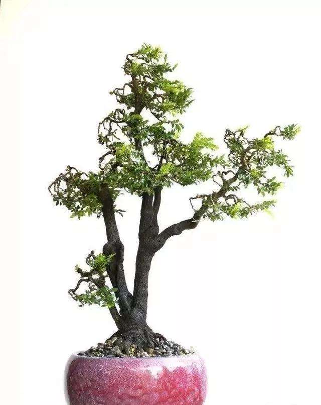 市场有小叶紫檀盆景吗