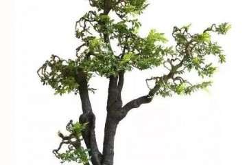 市场有小叶紫檀盆景吗 价格贵吗