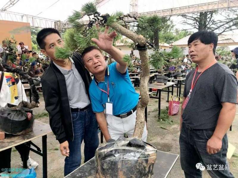 2019年国际BCI盆景协会