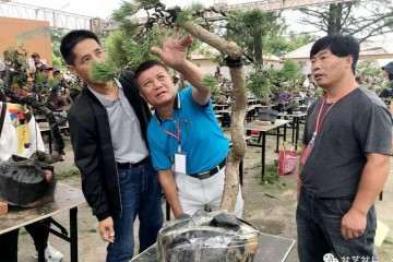 2019年国际BCI盆景协会