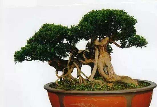 湖南神农园盆景对外出售盆景啦