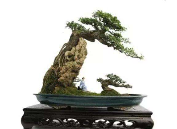 湖南神农园盆景对外出售盆景啦