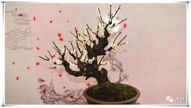 请问盆景梅花怎么看树龄