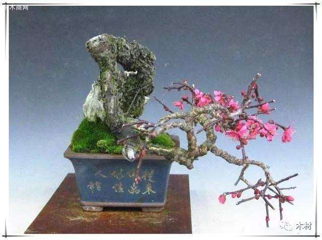 请问盆景梅花怎么看树龄