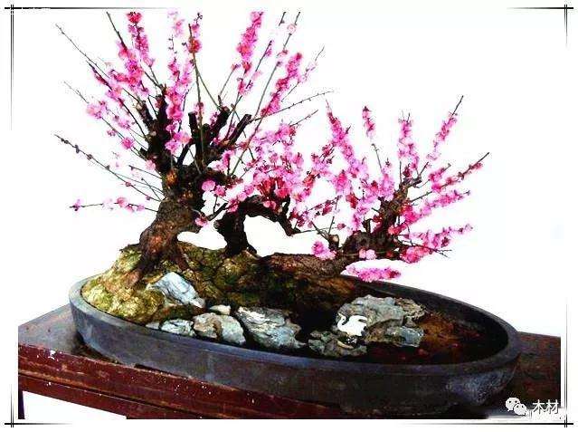 请问盆景梅花怎么看树龄