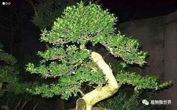 制作盆景有哪些小叶黄杨种类